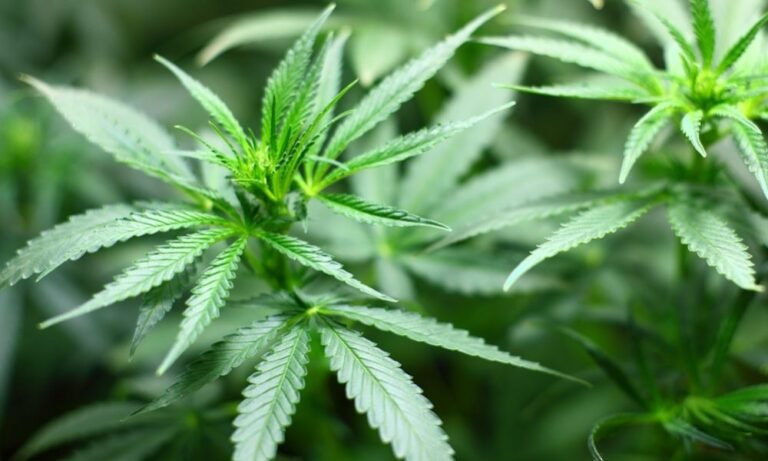 Czołowy senator GOP z Karoliny Północnej mówi, że istnieje „szansa” na przyspieszenie legalizacji medycznej marihuany, z ograniczeniami dotyczącymi produktów z konopi, podczas tej sesji – MEDCAN24