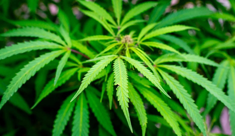 Gubernator Teksasu wymienia THC jako główny priorytet w 2025 roku – MEDCAN24