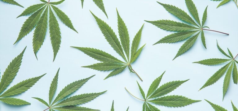 Kentucky wydaje pierwsze identyfikatory pacjentów medycznej marihuany – MEDCAN24