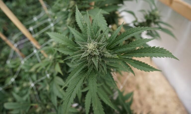 Komisja New Hampshire ocenia propozycję legalizacji i regulacji marihuany dla dorosłych – MEDCAN24