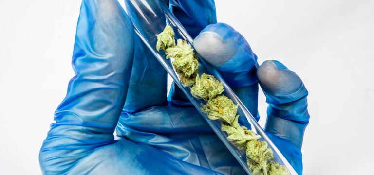 Ustawa z Maine dodałaby zasady testowania medycznej marihuany – MEDCAN24