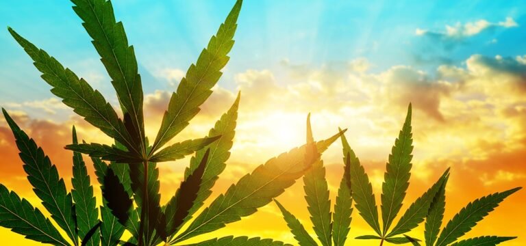 Ustawodawcy na Hawajach proponują legalizację marihuany dla dorosłych – MEDCAN24