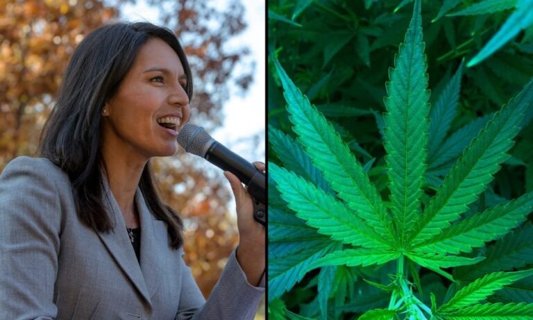 Wcześniejsze używanie marihuany nie powinno dyskwalifikować do uzyskania poświadczenia bezpieczeństwa, mówi Tulsi Gabbard, dyrektor ds. wywiadu Trumpa, ale ciągłe używanie jest „bardziej złożone” – MEDCAN24