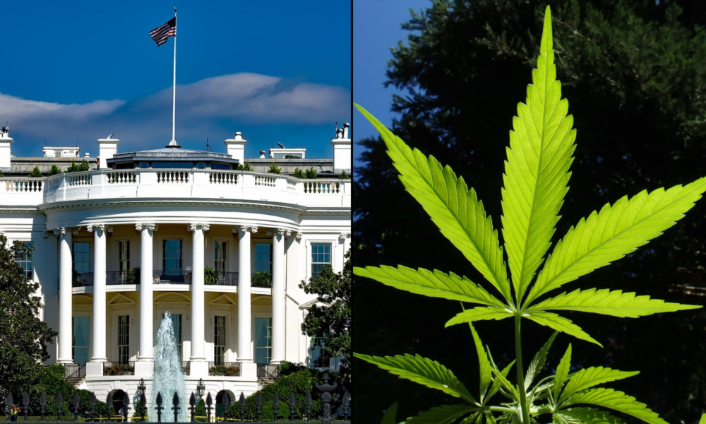 Dyrektor ds. budżetu Białego Domu Trumpa mówi, że marihuana jest 