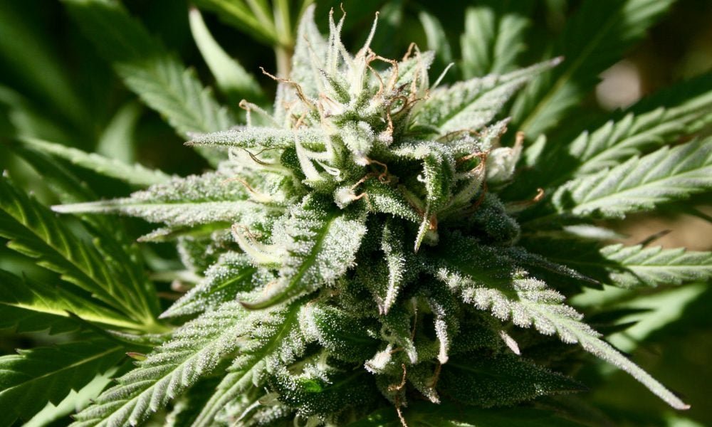 Senator GOP z Pensylwanii, który popiera legalizację marihuany, mówi, że plan gubernatora 