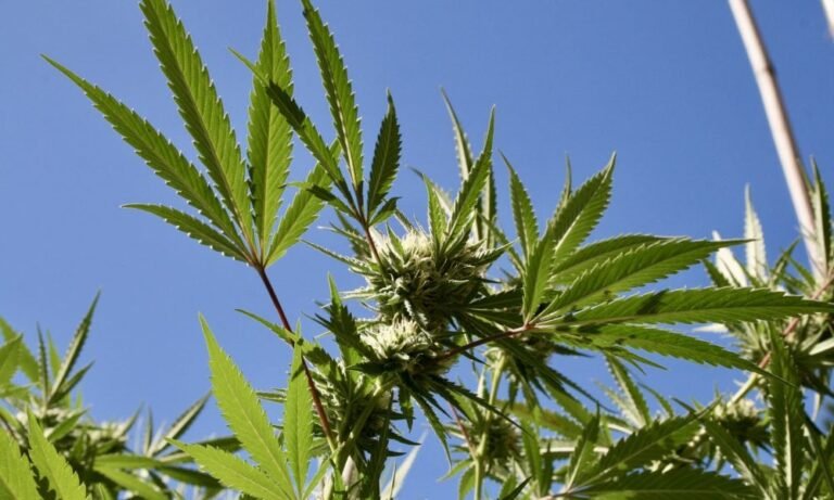 Jak wynika z sondażu, dwupartyjni wyborcy na Florydzie zdecydowanie popierają legalizację marihuany, ponieważ kampania forsuje reformę z 2026 r. - MEDCAN24