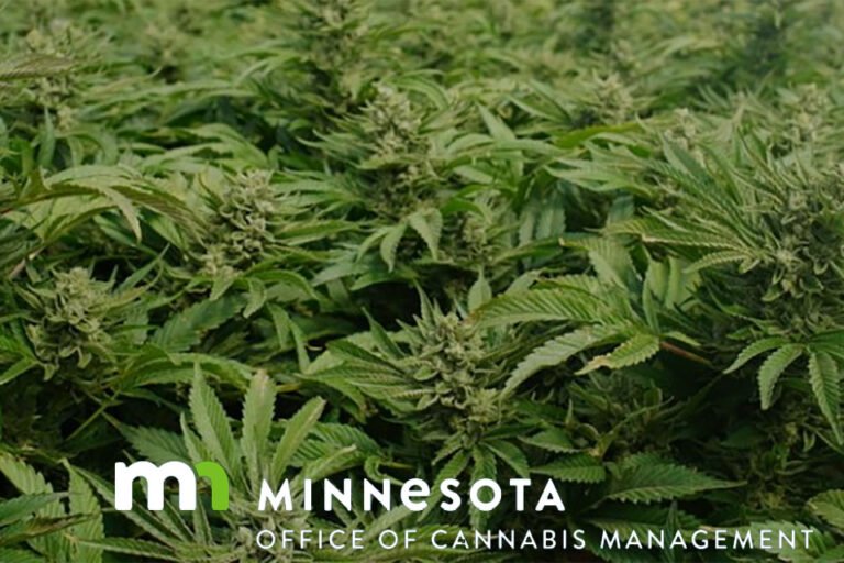 Plemienni operatorzy konopi indyjskich przejmują inicjatywę, gdy Minnesota przygotowuje się do sprzedaży dla dorosłych - MEDCAN24