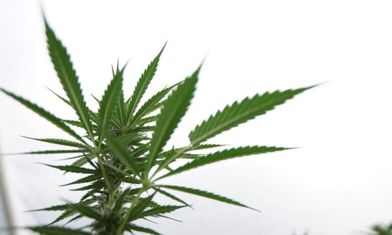 Dwupartyjni senatorowie z Pensylwanii ogłaszają nowy plan legalizacji marihuany, krytykując proponowaną przez gubernatora stawkę podatku od konopi indyjskich jako zbyt wysoką - MEDCAN24