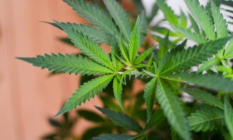 Ustawodawcy z Wirginii wysyłają partię ustaw dotyczących marihuany do gubernatora GOP, który wcześniej zawetował legalizację sprzedaży - MEDCAN24
