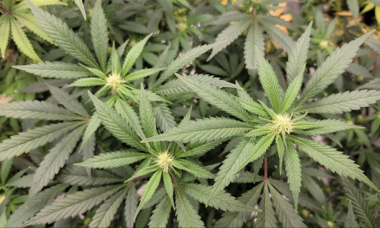 Departament Rolnictwa Pensylwanii jest w "naprawdę dobrej" pozycji do nadzorowania legalizacji marihuany zgodnie z planem gubernatora, mówi sekretarz - MEDCAN24