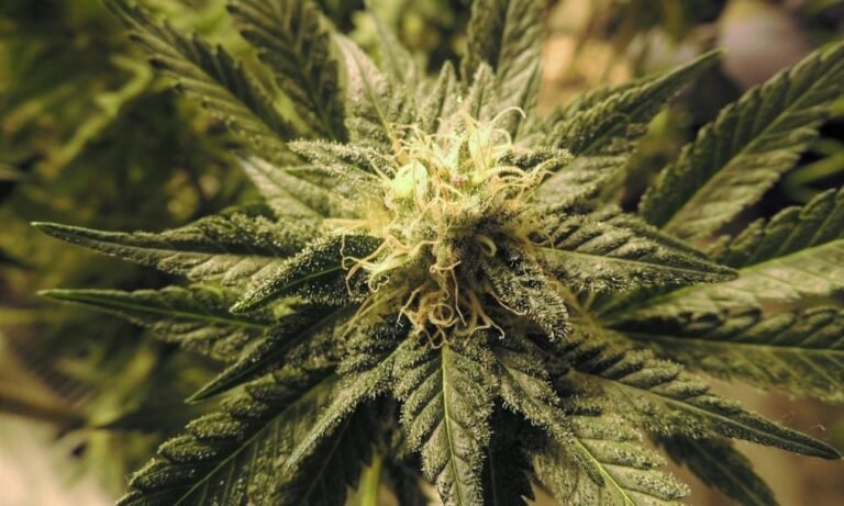 Senat Hawajów odrzuca rozszerzenie ustawy o dekryminalizacji marihuany, podczas gdy szersze wysiłki na rzecz legalizacji wydają się martwe w tym roku - MEDCAN24