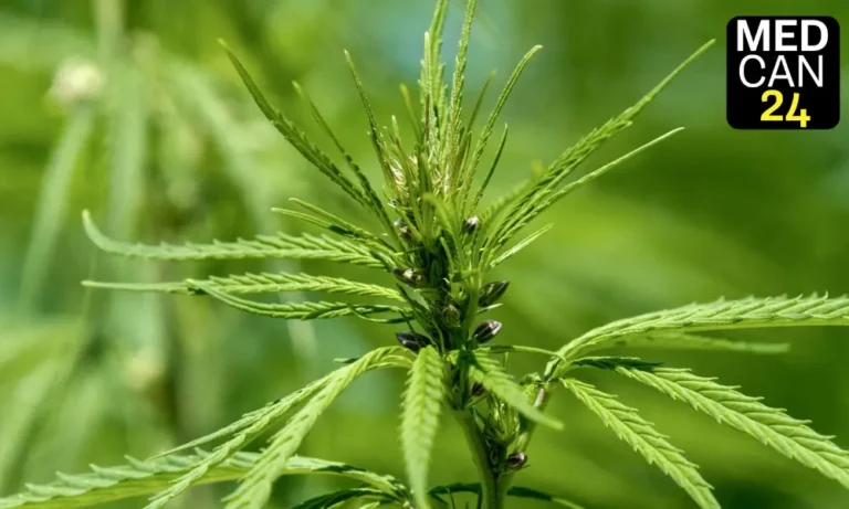 Seeds of Conflict Eastern Cape’s Cannabis Farmers Fight to Protect Heritage Amid Corporate Expansion