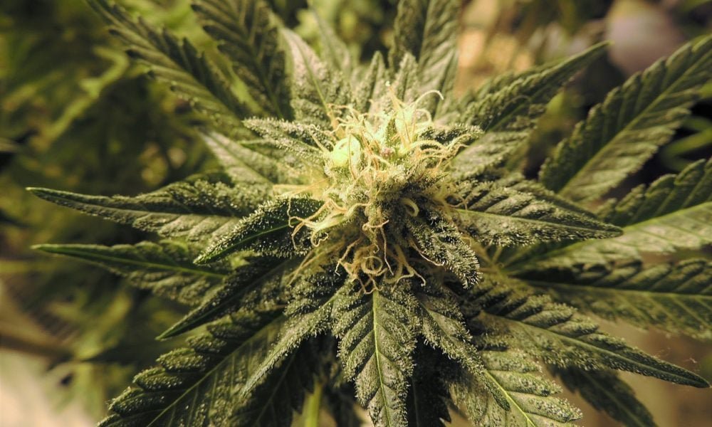 Senat Hawajów odrzuca rozszerzenie ustawy o dekryminalizacji marihuany, podczas gdy szersze wysiłki na rzecz legalizacji wydają się martwe w tym roku - MEDCAN24