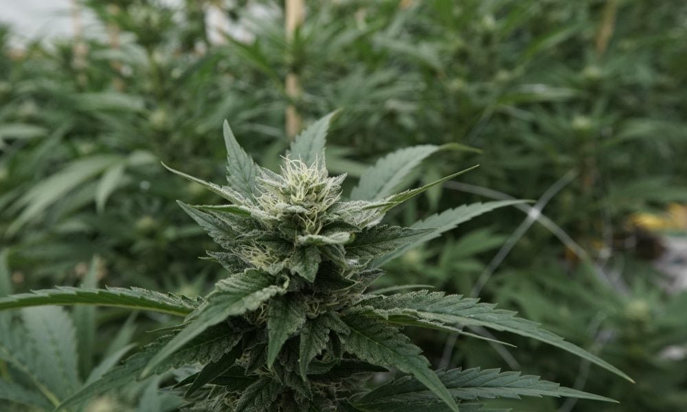 Plan Virginii dotyczący legalizacji sprzedaży marihuany zmierza na biurko gubernatora po przyjęciu przez obie izby ustawodawcze - MEDCAN24