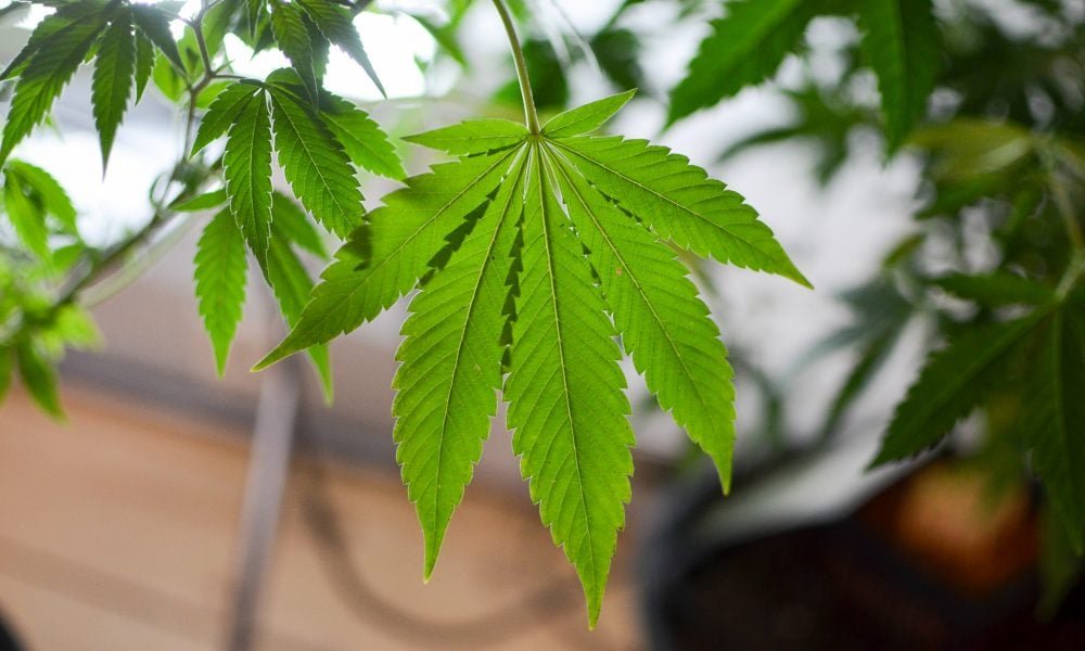 Ustawodawcy z Waszyngtonu po raz kolejny rezygnują z wysiłków na rzecz umożliwienia dorosłym uprawy marihuany w domu - MEDCAN24