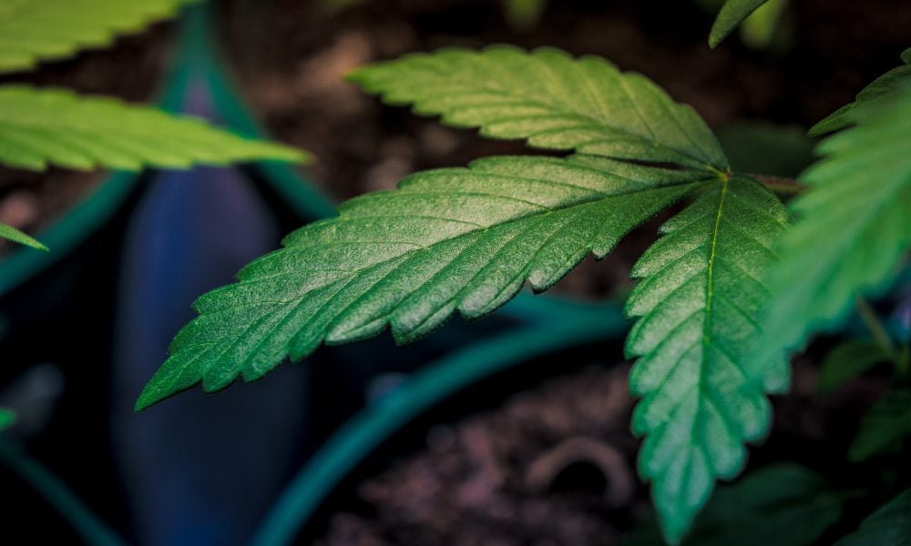 Federalny zakaz międzystanowego handlu marihuaną pomaga nielegalnemu rynkowi, szkodząc legalnym firmom, jak wynika z raportu Kalifornii - MEDCAN24