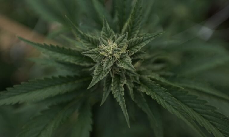 Ustawodawcy na Florydzie zatwierdzili ustawę utrudniającą wprowadzanie inicjatyw do głosowania w ramach kampanii na rzecz legalizacji marihuany w 2026 r. - MEDCAN24