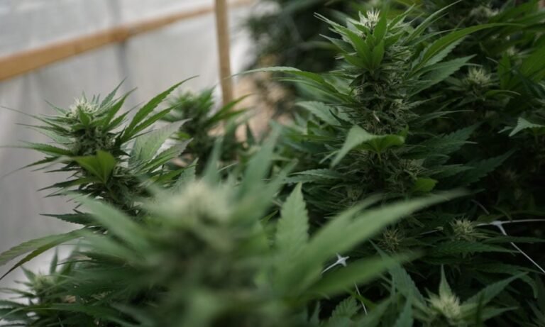 Pomimo nakazów dotyczących równości, w przemyśle marihuany w Massachusetts brakuje różnorodności, jak pokazuje raport stanowy - MEDCAN24