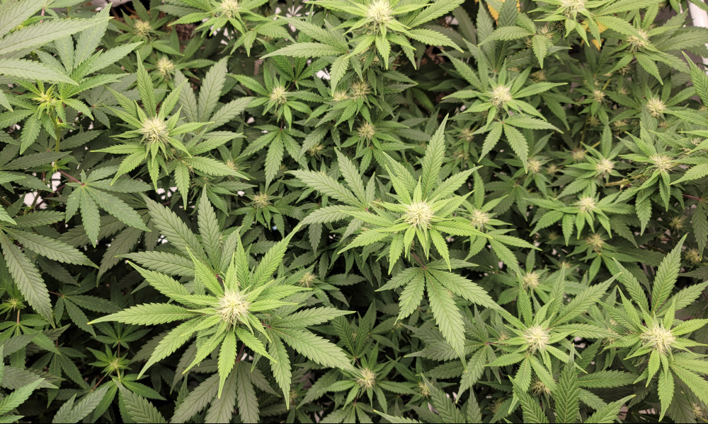 Istnieje wiele dowodów na to, że medyczna marihuana może leczyć trudności z orgazmem u kobiet, więc dlaczego niektóre stany mówią 