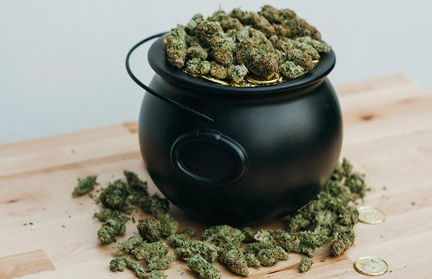 Najszczęśliwsze odmiany na Dzień Świętego Patryka - MEDCAN24