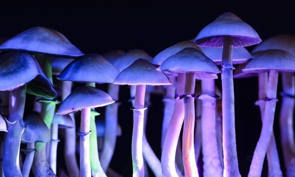 Używanie psychodelików wiąże się z 25% mniejszym prawdopodobieństwem wystąpienia 