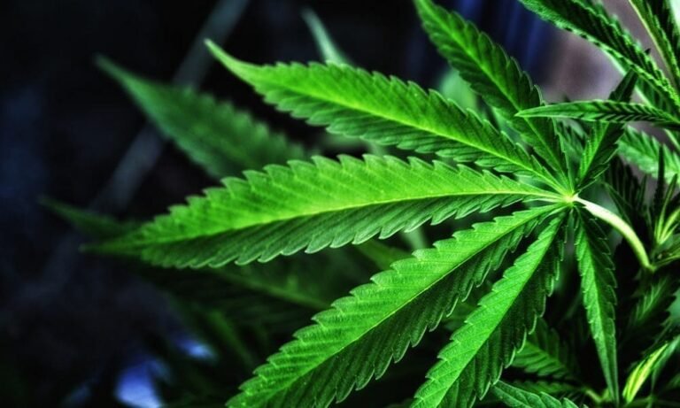DEA promuje konkurs "Anti-420 Day" dla młodych ludzi, aby "zalać" Instagram ostrzeżeniami o marihuanie - MEDCAN24