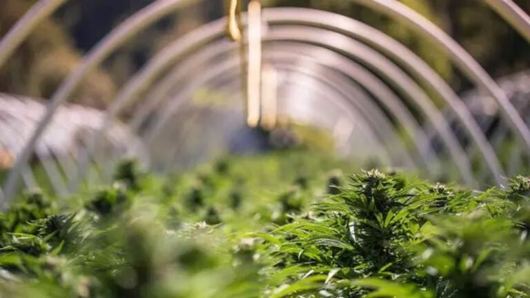 MariMed odnotowuje wzrost sprzedaży hurtowej produktów spożywczych, zmniejszając straty w 2024 r. - MEDCAN24
