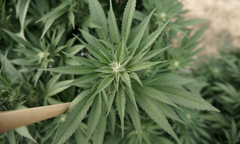 Hawajska ustawa mająca na celu przyspieszenie procesu usuwania danych dotyczących marihuany trafia na biurko gubernatora - MEDCAN24