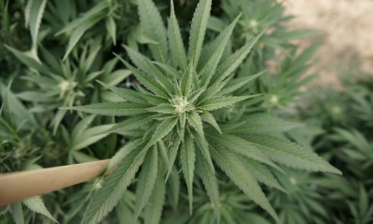 Panel Ohio House zmienia ustawę o marihuanie, wprowadzając zmiany w przychodach podatkowych, licencjach i przepisach dotyczących równości - MEDCAN24