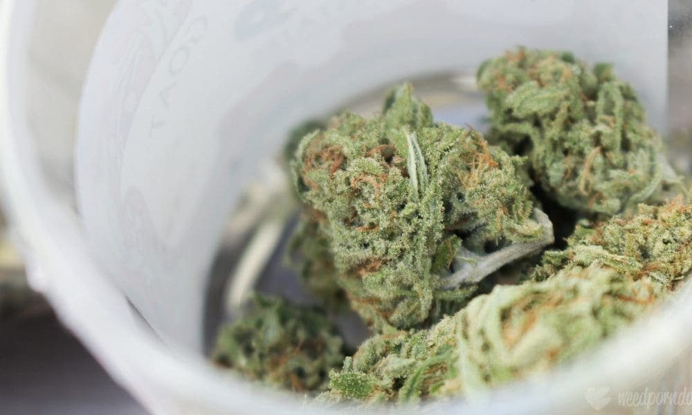 Urzędnicy Medicare i Medicaid sfinalizowali zasadę wyjaśniającą, że medyczna marihuana nie jest objęta federalnymi programami zdrowotnymi - MEDCAN24