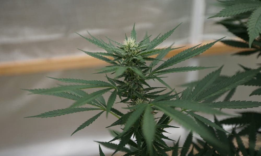 Urzędnicy z Connecticut tworzą nowe biuro do regulowania marihuany medycznej i dla dorosłych - MEDCAN24