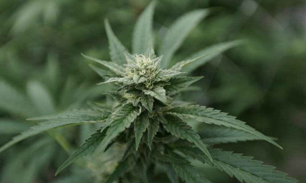 Ustawodawcy z Montany uchwalają ustawę o marihuanie, aby ustalić zerowy limit tolerancji THC dla kierowców poniżej 21 roku życia - MEDCAN24