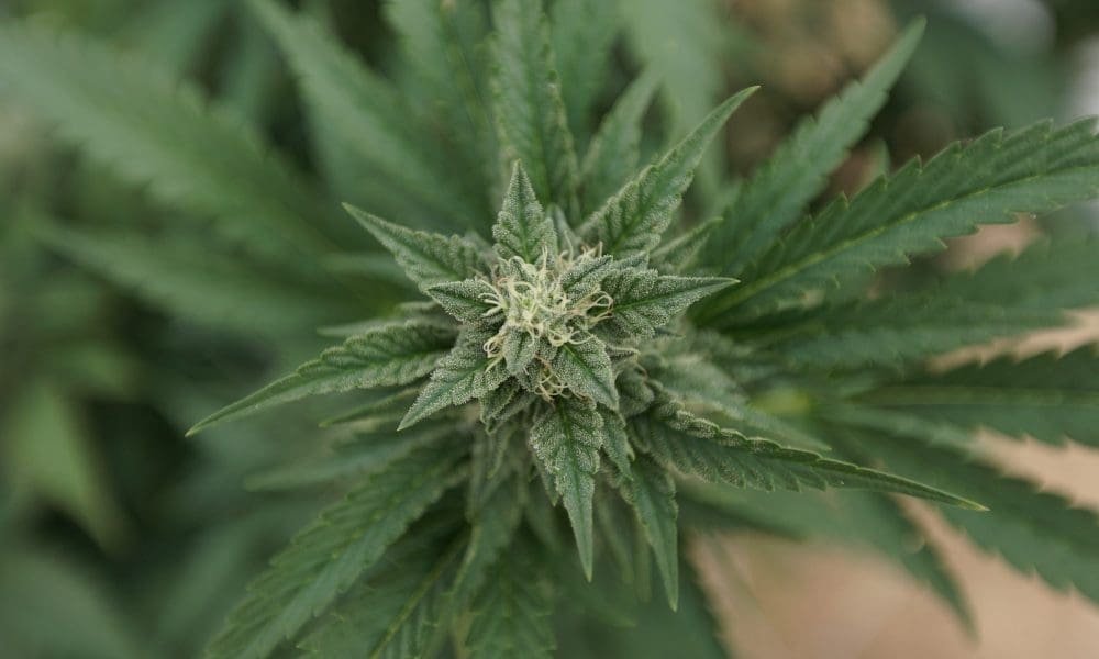 Senatorowie GOP z Indiany blokują kolejną próbę legalizacji marihuany poprzez ustawę budżetową - MEDCAN24