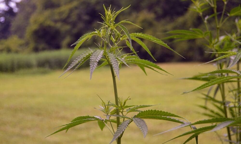 Ustawodawcy z Indiany zatwierdzają ustawę regulującą produkty z konopi - MEDCAN24
