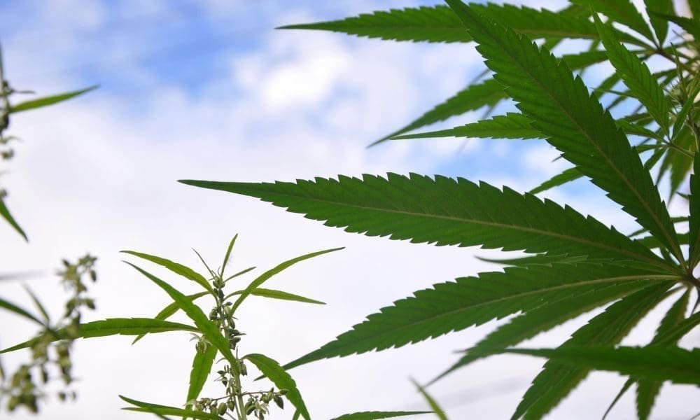 Kongresmen GOP i lider Demokratów w Izbie Reprezentantów łączą siły, aby przygotować się na federalną legalizację marihuany z przepisami podobnymi do alkoholu - MEDCAN24