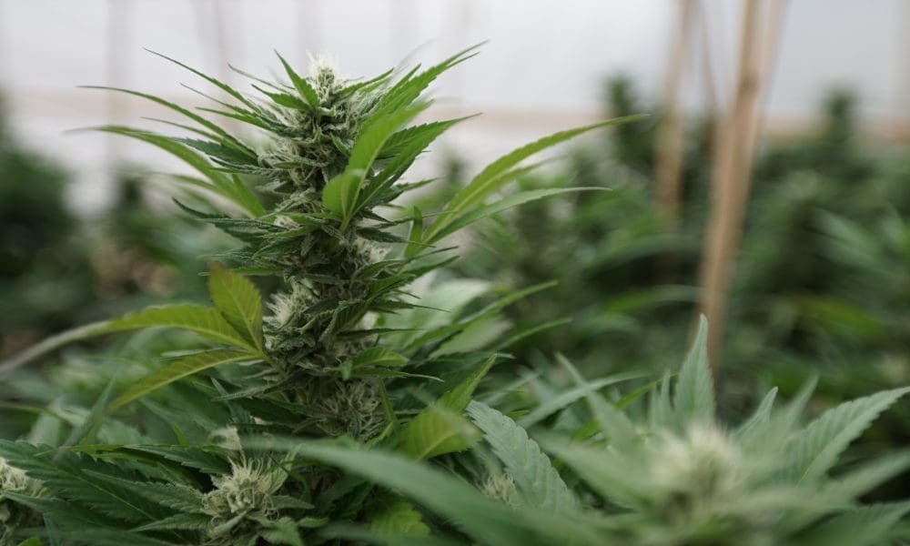 Gubernator Dakoty Północnej podpisuje ustawę legalizującą produkty spożywcze z medyczną marihuaną, które spełniają określone wymagania - MEDCAN24