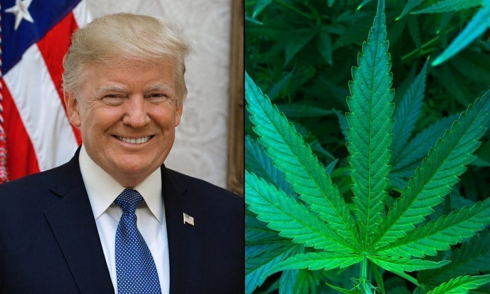 Aktywista marihuany ułaskawiony przez Trumpa spotyka się z urzędnikami Białego Domu, ponieważ rośnie presja na reformę - MEDCAN24