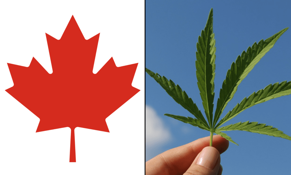 Większość Kanadyjczyków twierdzi, że marihuana jest ważną częścią gospodarki i chce, aby rząd pomógł tej branży, wynika z sondażu - MEDCAN24
