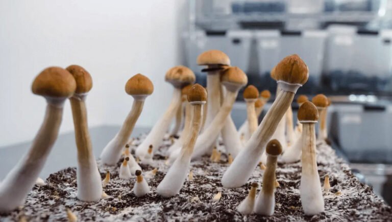 Filament Health pozyska prawie 1 mln USD, planuje wycofanie z giełdy Cboe Canada - MEDCAN24