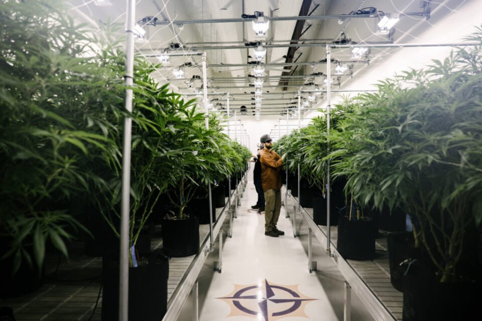 Grown Rogue odnotowuje dobre wczesne wyniki z ABCO Garden State - MEDCAN24