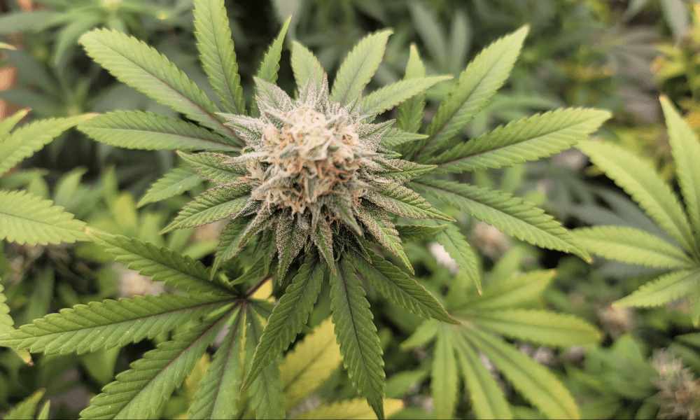 Naukowcy ogłaszają, że odkryli nowy kannabinoid w marihuanie