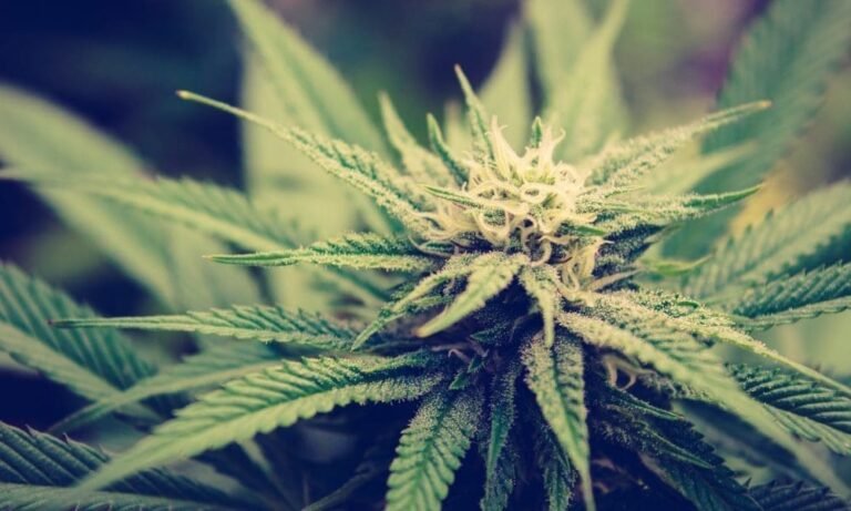 Kampania na rzecz legalizacji marihuany na Florydzie dołącza do pozwu przeciwko nowym ograniczeniom inicjatywy głosowania podpisanym przez DeSantisa