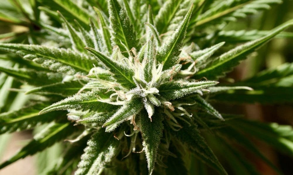 Czterech na pięciu wyborców w Teksasie popiera legalizację marihuany w jakiejś formie, jak pokazuje sondaż