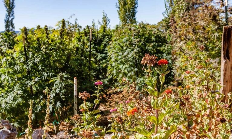 Wskazówki dotyczące planowania wiosennego ogrodu konopi w domu