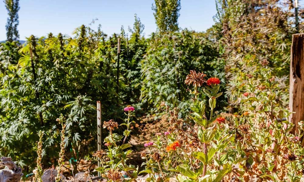 Wskazówki dotyczące planowania wiosennego ogrodu konopi w domu