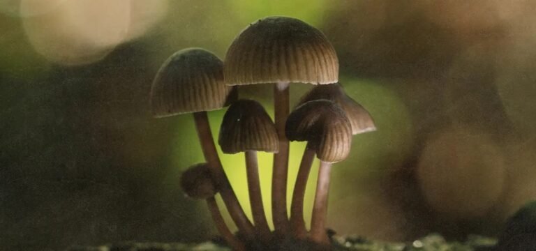 Program psychodeliczny w Kolorado przygotowany do uruchomienia