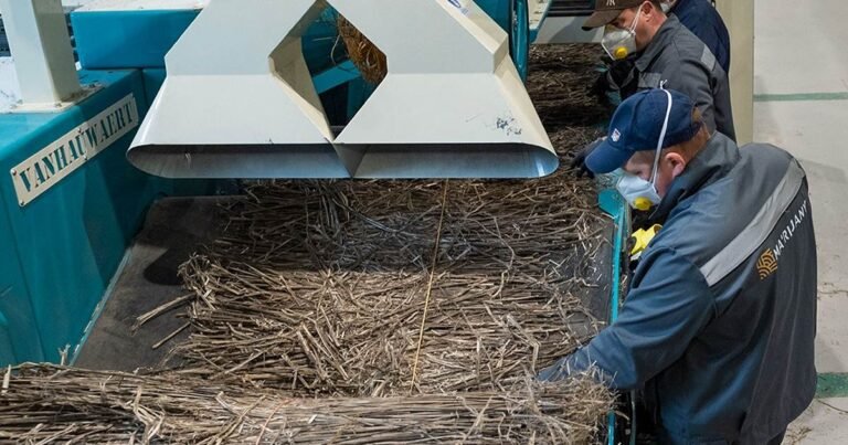 Ukraine Industrial Hemp Facility Kicks Off Operations