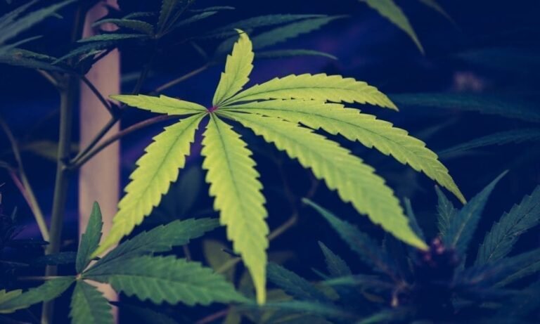 Zachęty na rynku marihuany mogą zmniejszać bioróżnorodność roślin, powodując "wąskie gardło genetyki konopi", jak mówi nowe badanie