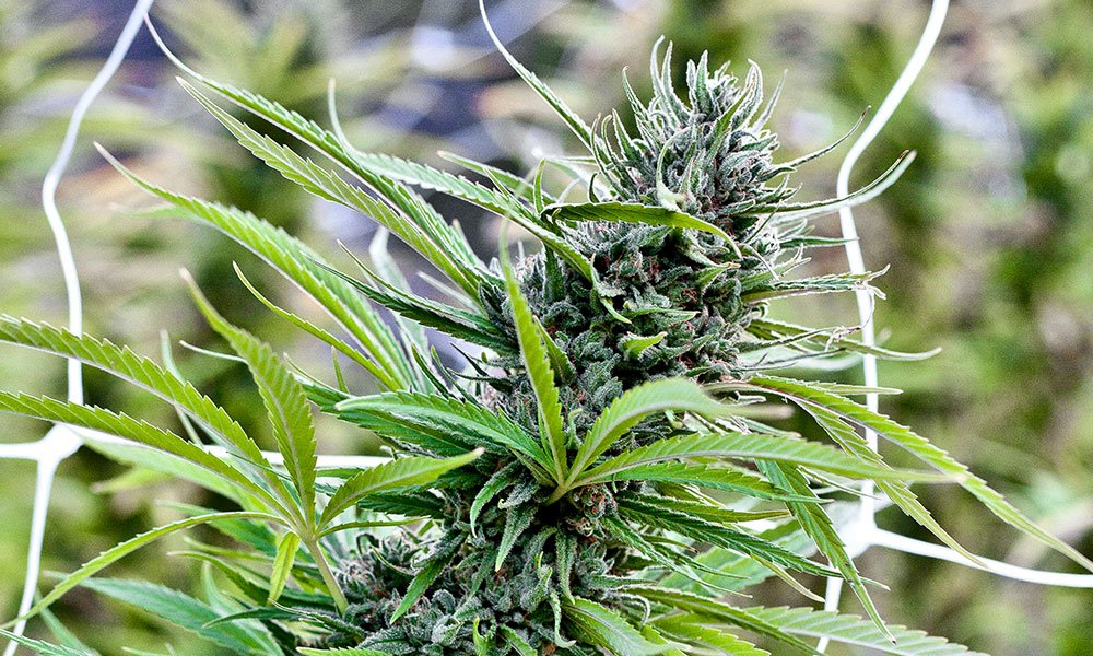 Jak uprawiać Blue Dream w domu