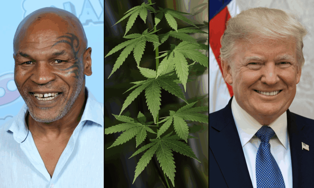 Mike Tyson i inne gwiazdy naciskają na Trumpa, aby poszedł dalej w sprawie marihuany niż Biden, rozszerzając ułaskawienie i wprowadzając zmianę regulacji
